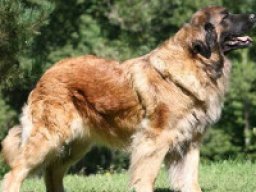 chien_de_leonberg_20211129_1083651335